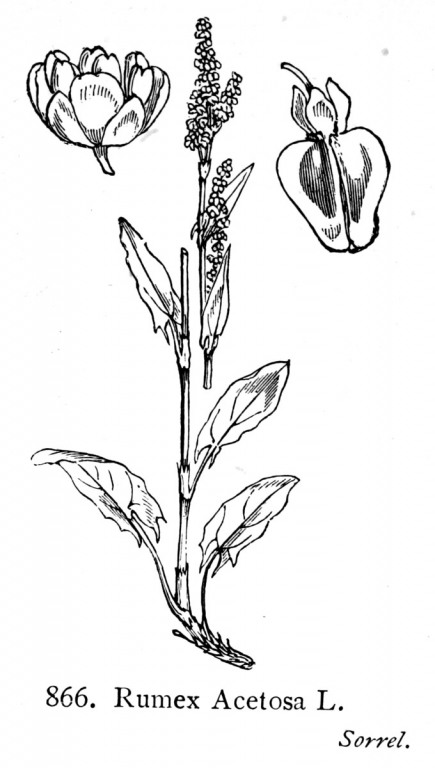 Sauerampferkraut bio